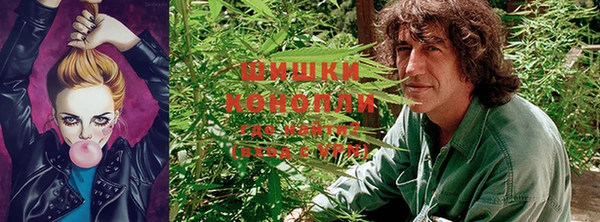 индика Новодвинск